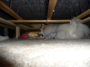 our crazy dog under the bed with her toys